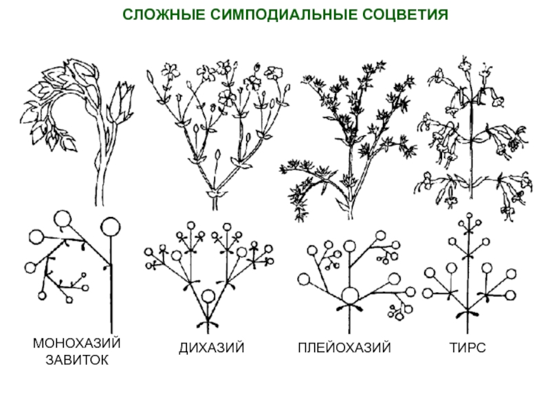 Схема соцветия завиток