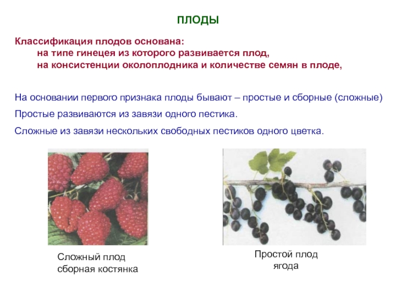 Что является признаком плодов растений. Классификация плодов по типу околоплодника. Плоды строение и классификация плодов. Классификация плодов Тип гинецея. Классификация плодов по типу гинецея.