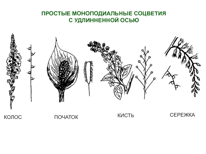 Какой тип соцветия изображен на рисунке под номером 1 корзинка зонтик початок кисть