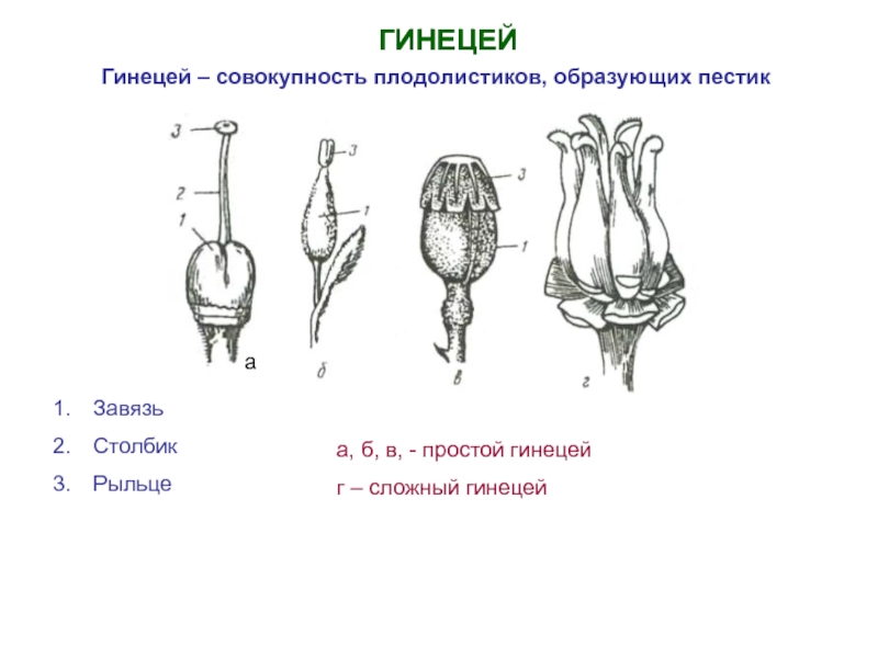 Апокарпный гинецей рисунок