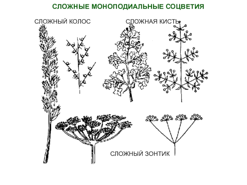 Сложная кисть рисунок