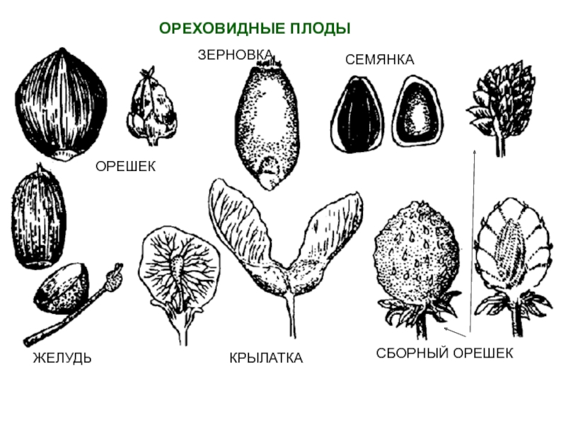 Растения плода орешек. Ореховидные плоды Зерновка. Семянка Желудя плоды. Ореховидные плоды Желудь. Желудь строение плода.