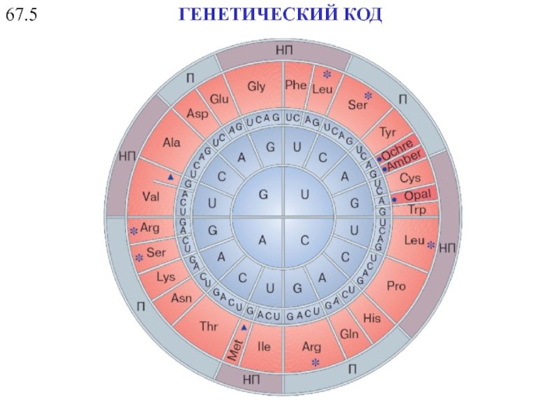 Код генетический фото