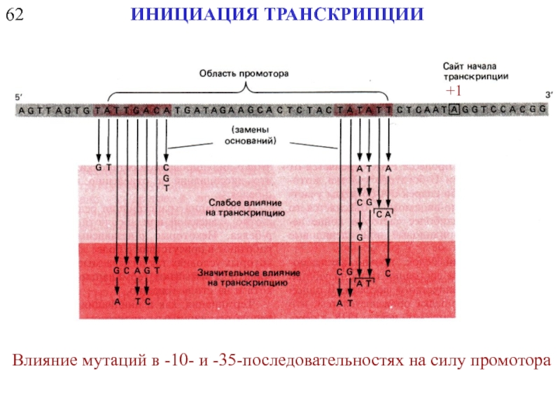 Инициация начало. Инициация транскрипции. Начало инициации транскрипции. Инициация транскрипции промотор. Сила промотора.