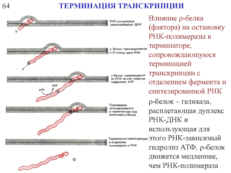 Фактор репликации. Терминация транскрипции ДНК. Rho-зависимая/независимая терминация транскрипции. Терминация репликации. Терминация транскрипции схема.