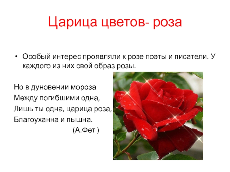 Розочка слова. Описание цветка розы. Стих розы королевы цветов. Красивые слова про розы.