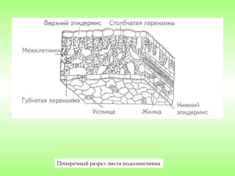 Рисунок ткань столбчатая