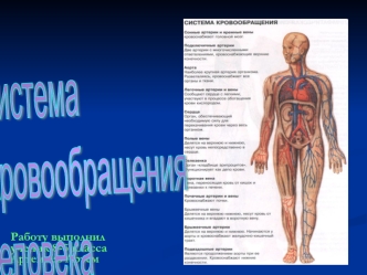 Система кровообращения человека