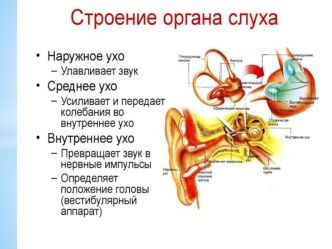 Строение органа слуха