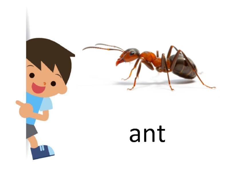 Сколько слов в слове муравей