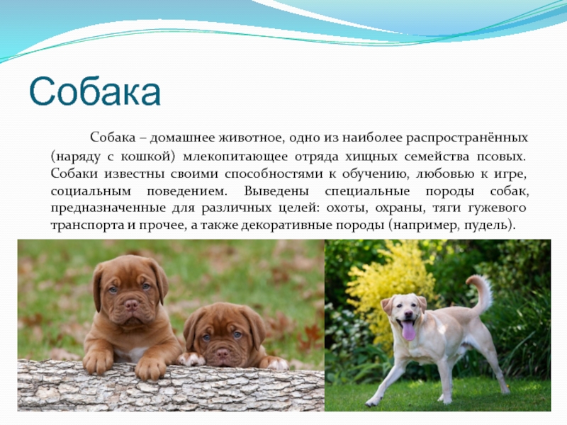 Собака 		Собака – домашнее животное, одно из наиболее распространённых (наряду с кошкой)