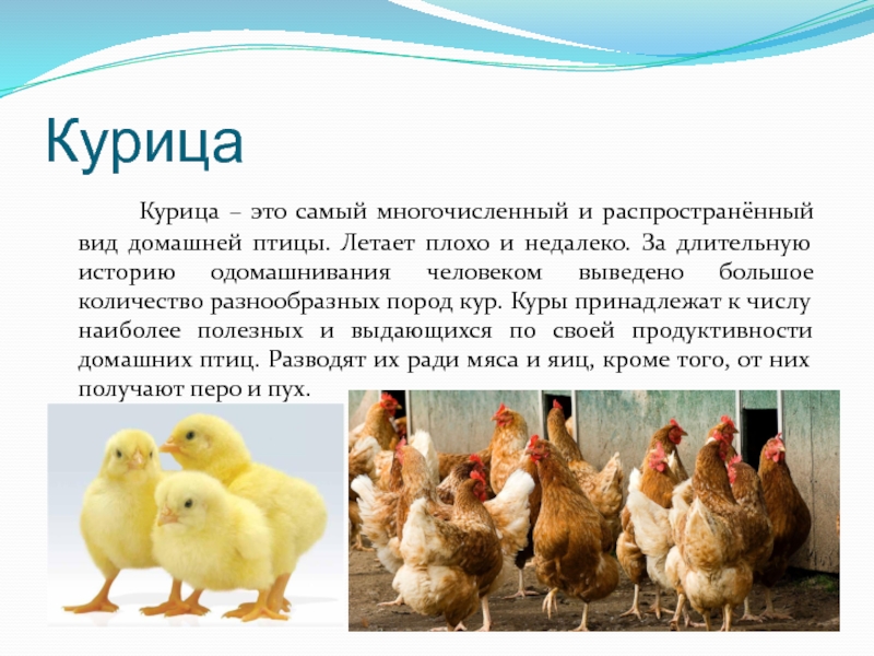 Курица 		Курица – это самый многочисленный и распространённый вид домашней птицы. Летает