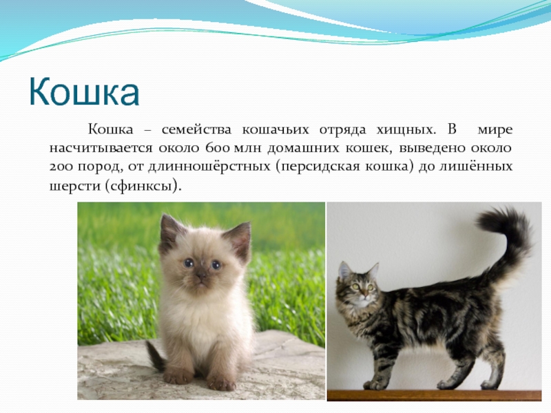 Кошка  		Кошка – семейства кошачьих отряда хищных. В мире насчитывается