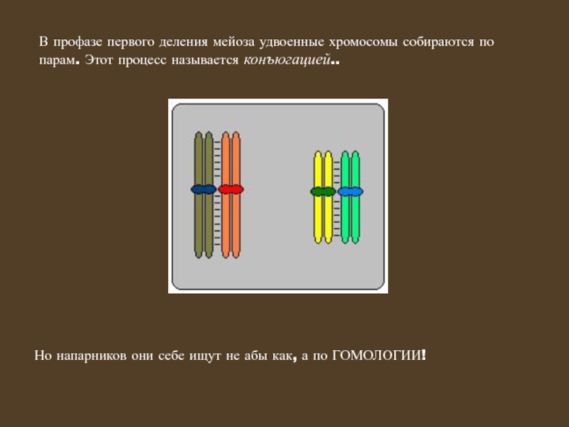 Удвоение хромосом. Удвоенная хромосома. Хромосомы удваиваются. Мейоз удвоение хромосом.