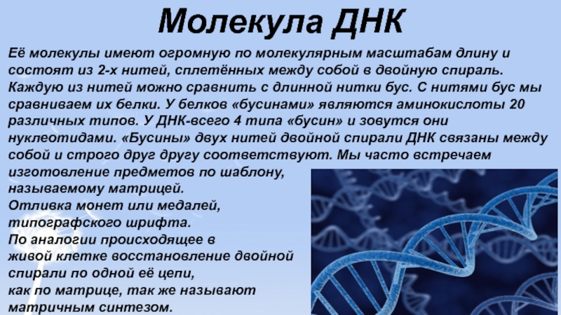 Имеет одну молекулу днк. Молекула ДНК В живой клетке это. Молекула ДНК логарифмы. Длина нити ДНК. Молекула ДНК состоит из полимерных нитей.