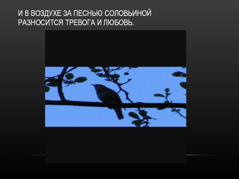 Стекло Соловьиный глаз. Соловьиная песнь став. Соловьиный день 15 мая картинки.