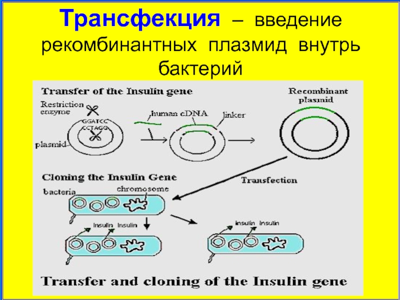 Методы введения плазмид. Трансформация трансфекция трансдукция. Трансфекция клеток ДНК. Трансфекция бактерий. Трансдукция у бактерий.
