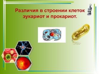 Различия в строении клеток эукариот и прокариот