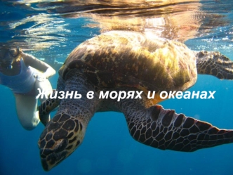 Жизнь в морях и океанах