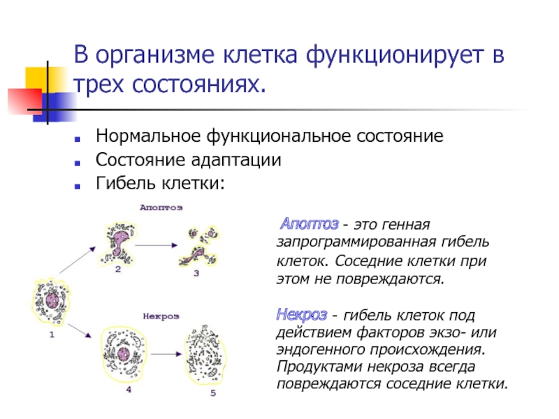 Клеточное состояние организмов