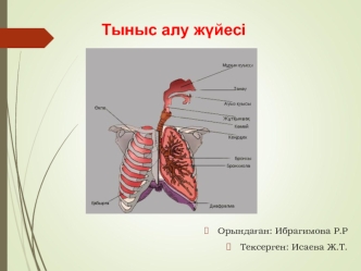 Тыныс алу жүйесі