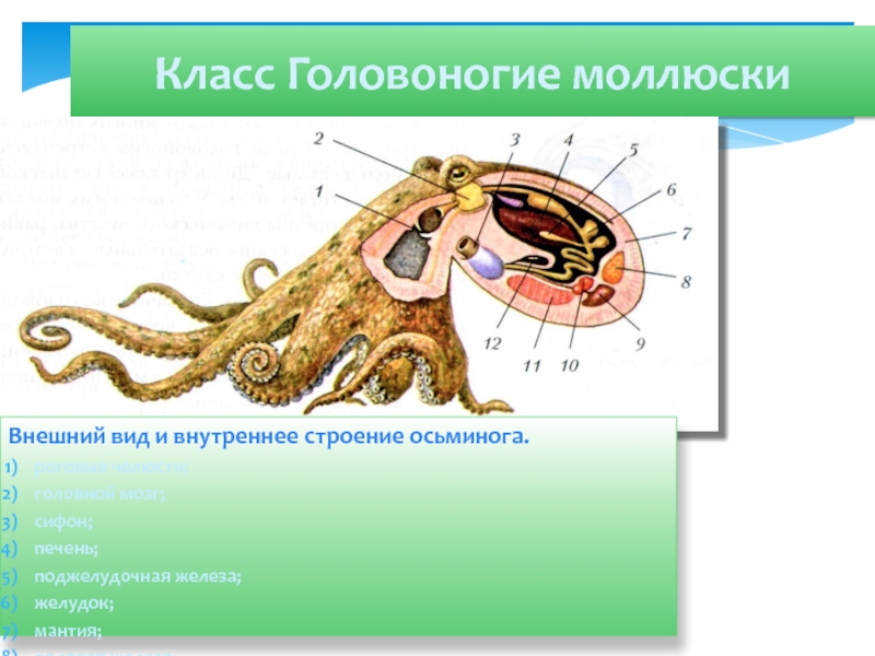 Строение головоногих моллюсков. Внешнее строение головоногих моллюсков. Выделительная система головоногих. Строение осьминога. Внутреннее строение осьминога.