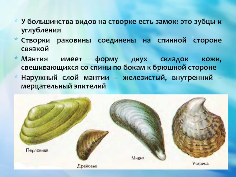 Тело моллюска имеет мантию. Тело моллюсков покрыто кожной складкой. Створки ракушки сбоку. Моллюски характеристика. Спинная складка кожи у моллюсков.