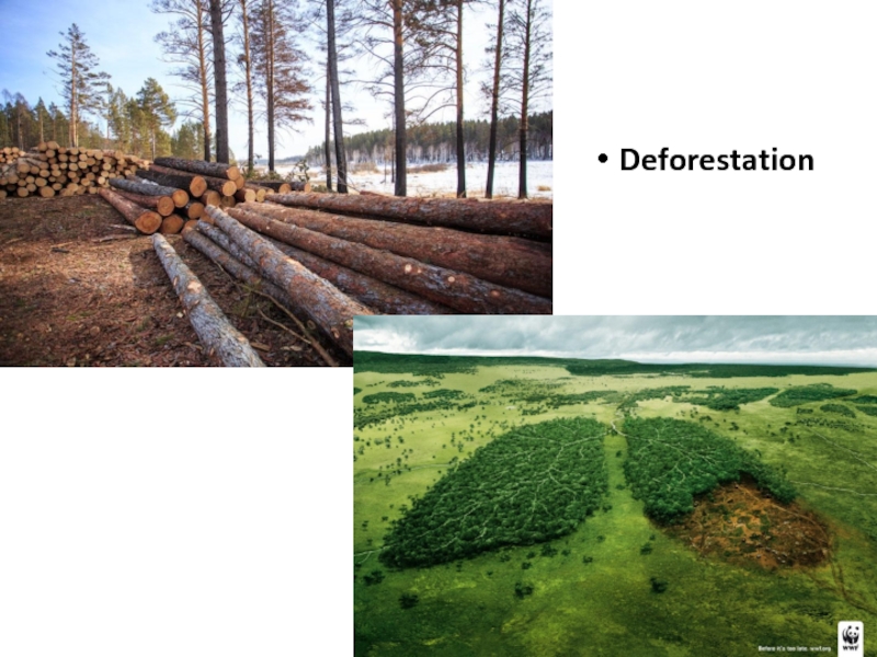 Deforestation and global warming. Deforestation презентация. Вырубка лесов и глобальное потепление. Deforestation poster. Deforestation essay.