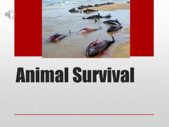 Animal survival