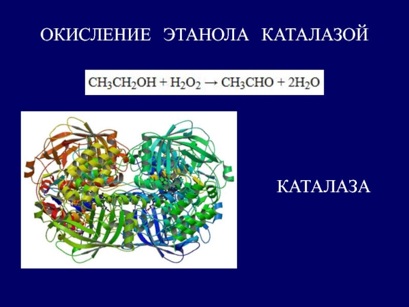 Функция каталазы в живых клетках. Окисление этанола каталазой. Каталаза это белок. Каталаза функции. Каталаза это в биологии.