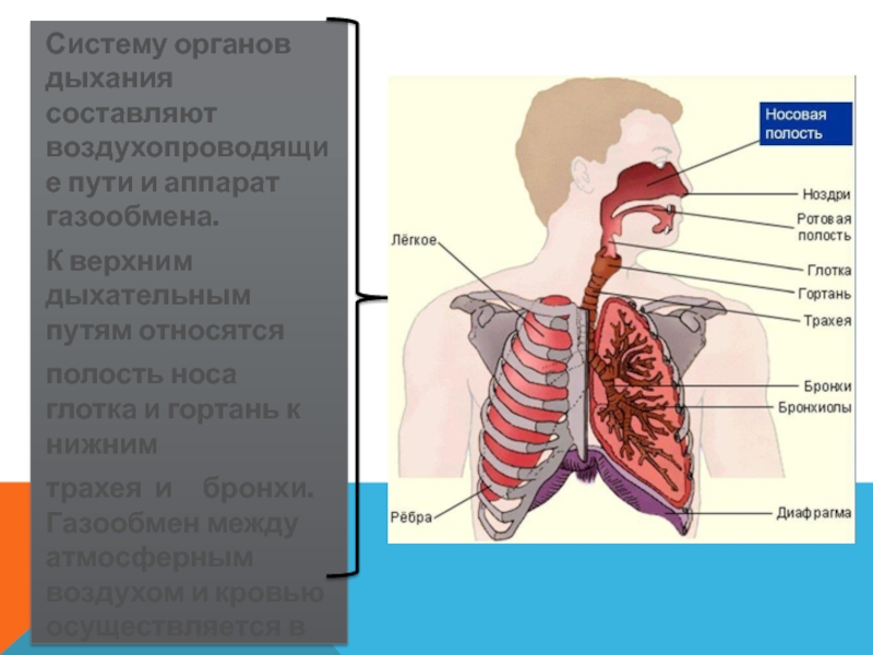 Бронхолегочная система человека фото