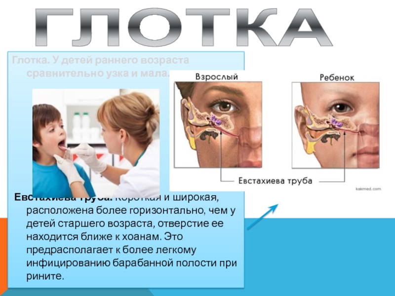 Экспериментатор искусственно создал непроходимость евстахиевой трубы