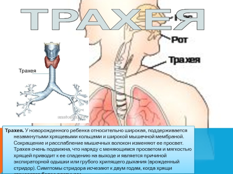 Легочные мешки трахеи. .Анатомо-физиологическими особенностями трахеи у детей. Бифуркация трахеи у новорожденных расположена. Афо бронхолегочной системы.