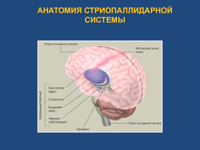 Схема стриопаллидарной системы