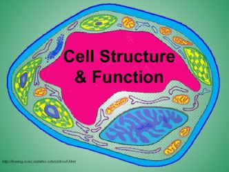 Cell structure function