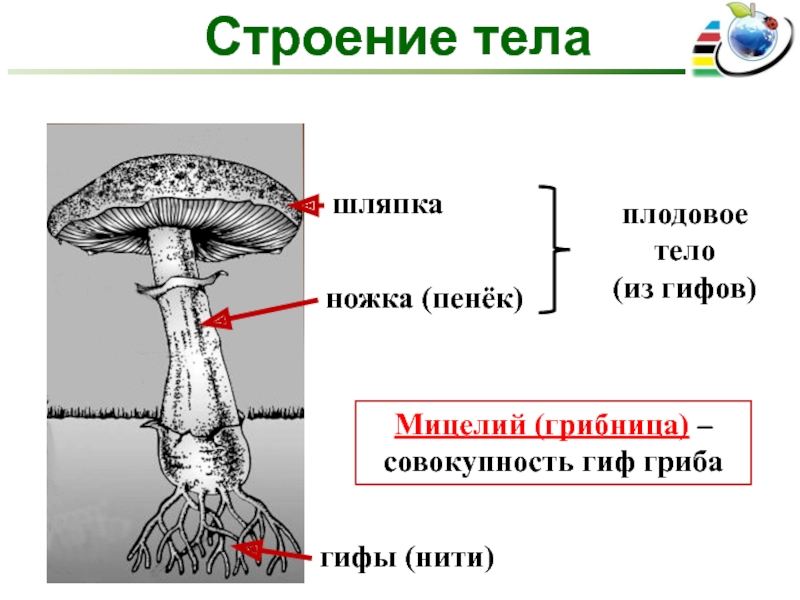 Клетки шляпочных грибов. Строение грибницы мицелия. Строение грибов грибы мицелий плодовое тело. Строение гриба мицелий мицелий. Грибы мицелий строение гриба.