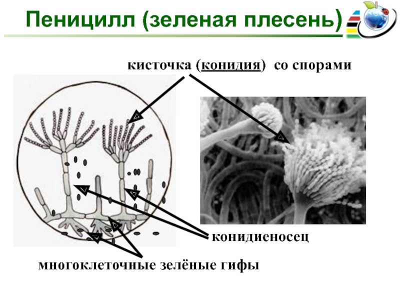 Пеницилл группа организмов. Конидиеносцы пеницилла. Строение плесневого гриба пеницилла. Строение грибницы пеницилла. Гриб пеницилл строение.