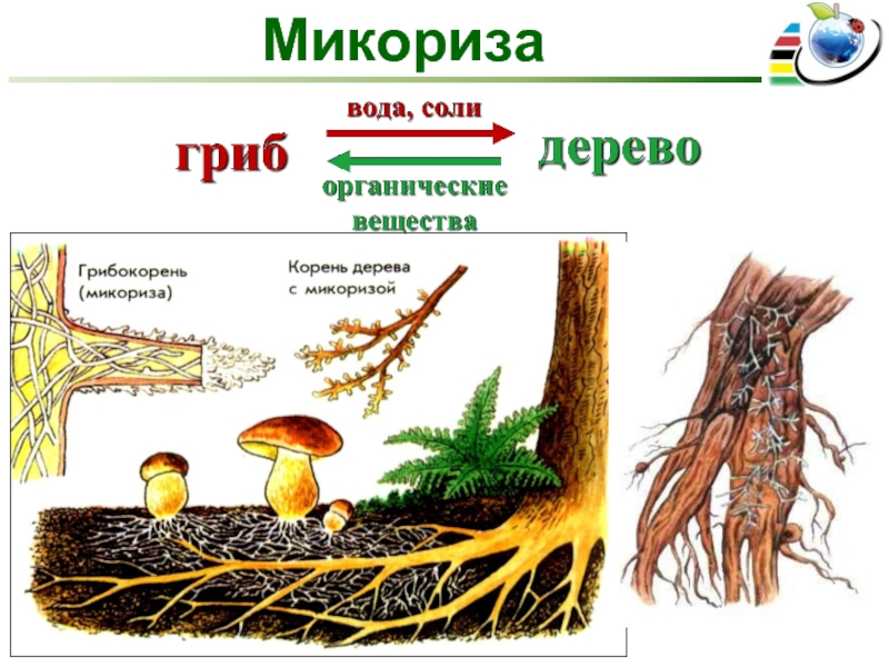 Шляпочный гриб и дерево. Микориза симбиоз гриба и растения. Грибница микориза. Шляпочные грибы микориза. Симбиоз у грибов микориза.