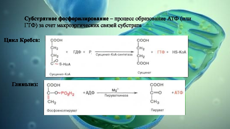 Субстратное фосфорилирование атф