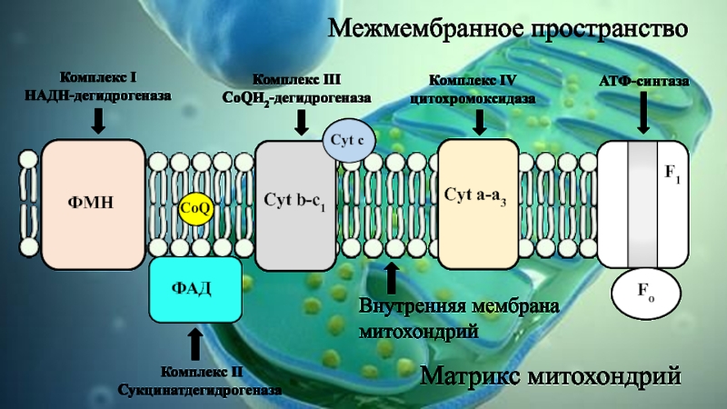 Митохондрия 2 мембраны. Межмембранное пространство митохондрий. Окислительное фосфорилирование в митохондриях. Окислительное фосфорилирование АТФ синтаза. Функции межмембранного пространства митохондрий.