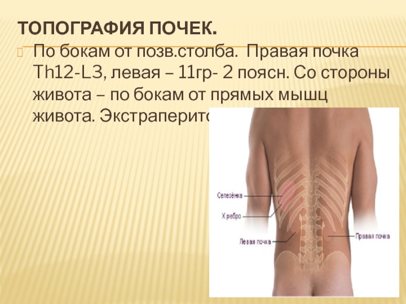 Правая и левая почка. Топография почек. Топография правой почки. Левая почка топография. 3. Топография почек.