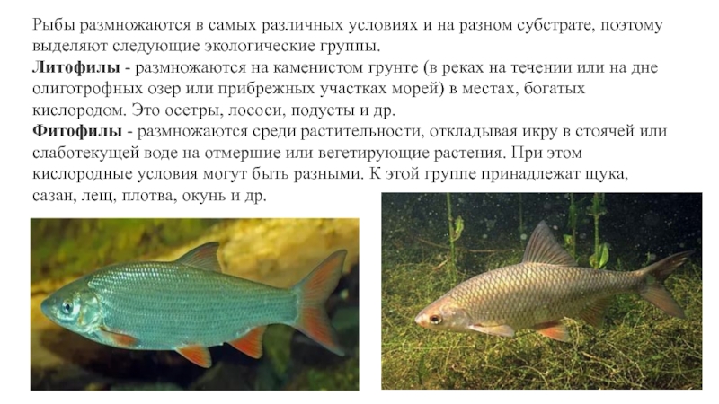 Доклад по теме Рыбы на литорали