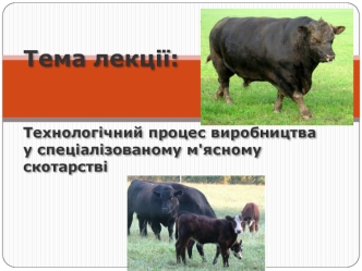 Технологічний процес виробництва у спеціалізованому м'ясному скотарстві