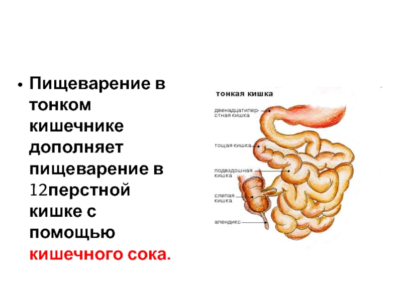 Процессы в кишечнике человека