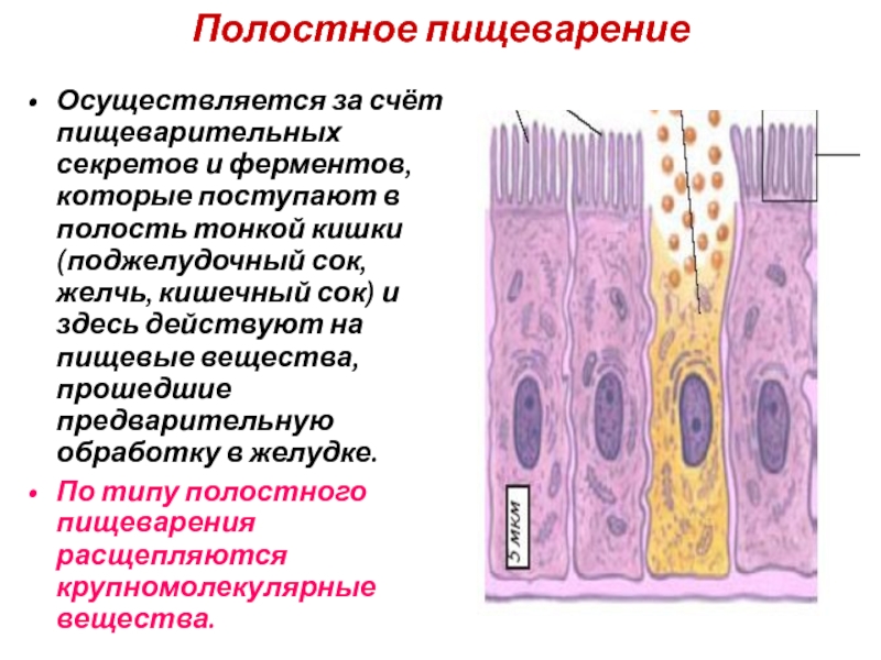 Полость тонкого