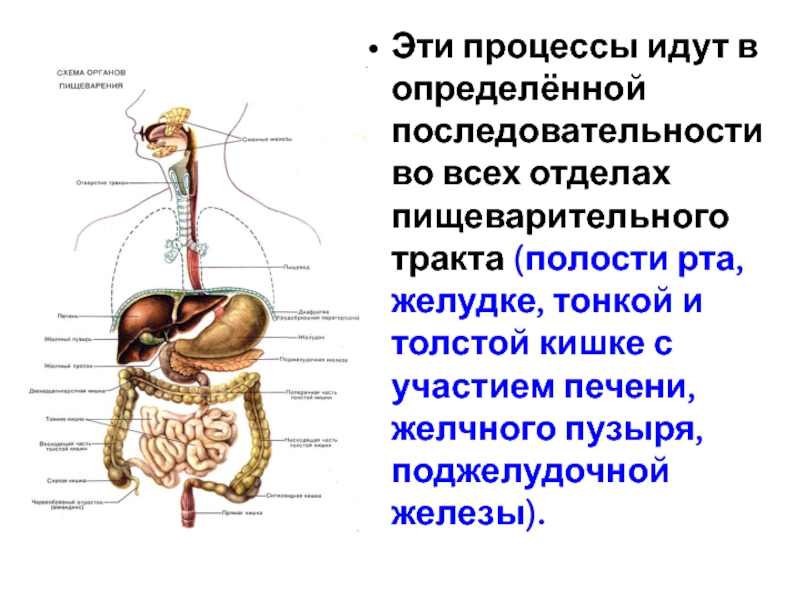 Пищевод желудок желчный пузырь. Ротовая полость глотка пищевод желудок кишечник. Процессы пищеварительной системы. Последовательность отделов пищеварительной. Схема пищеварительного тракта.