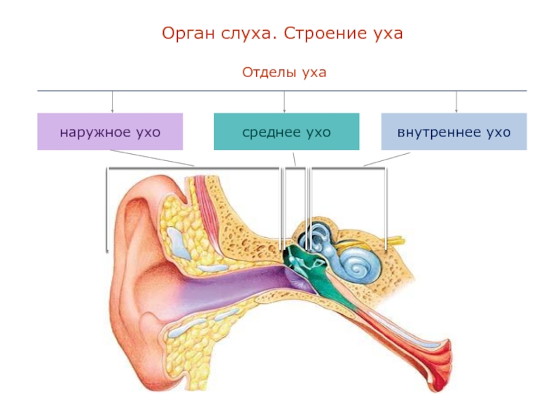 Орган слуха и шум. Строение органа слуха. Строение органа слуха наружное ухо. Как устроен орган слуха. Уши орган слуха.