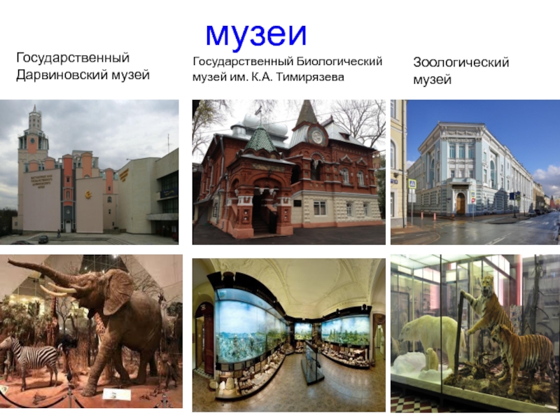 Дарвиновский музей схема