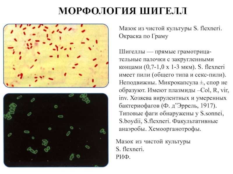 Кишечная палочка в мазке у женщин лечение