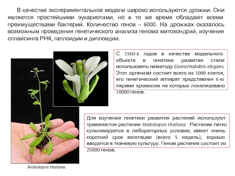 Наследственный материал растений. Гаплоидия это в генетике. Наследственный материал у растений. Наследственность, изменчивость и среда.. Модельные объекты в генетике растений..